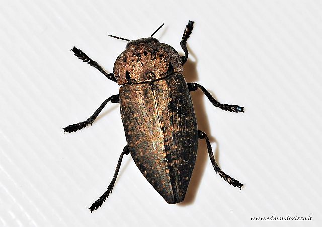 Capnodis tenebrionis
